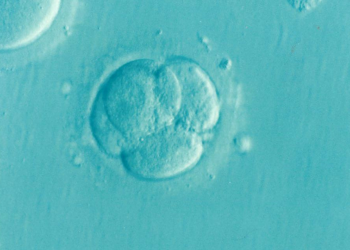 Autonomia do embrião pré - implantação: experimentos recentes