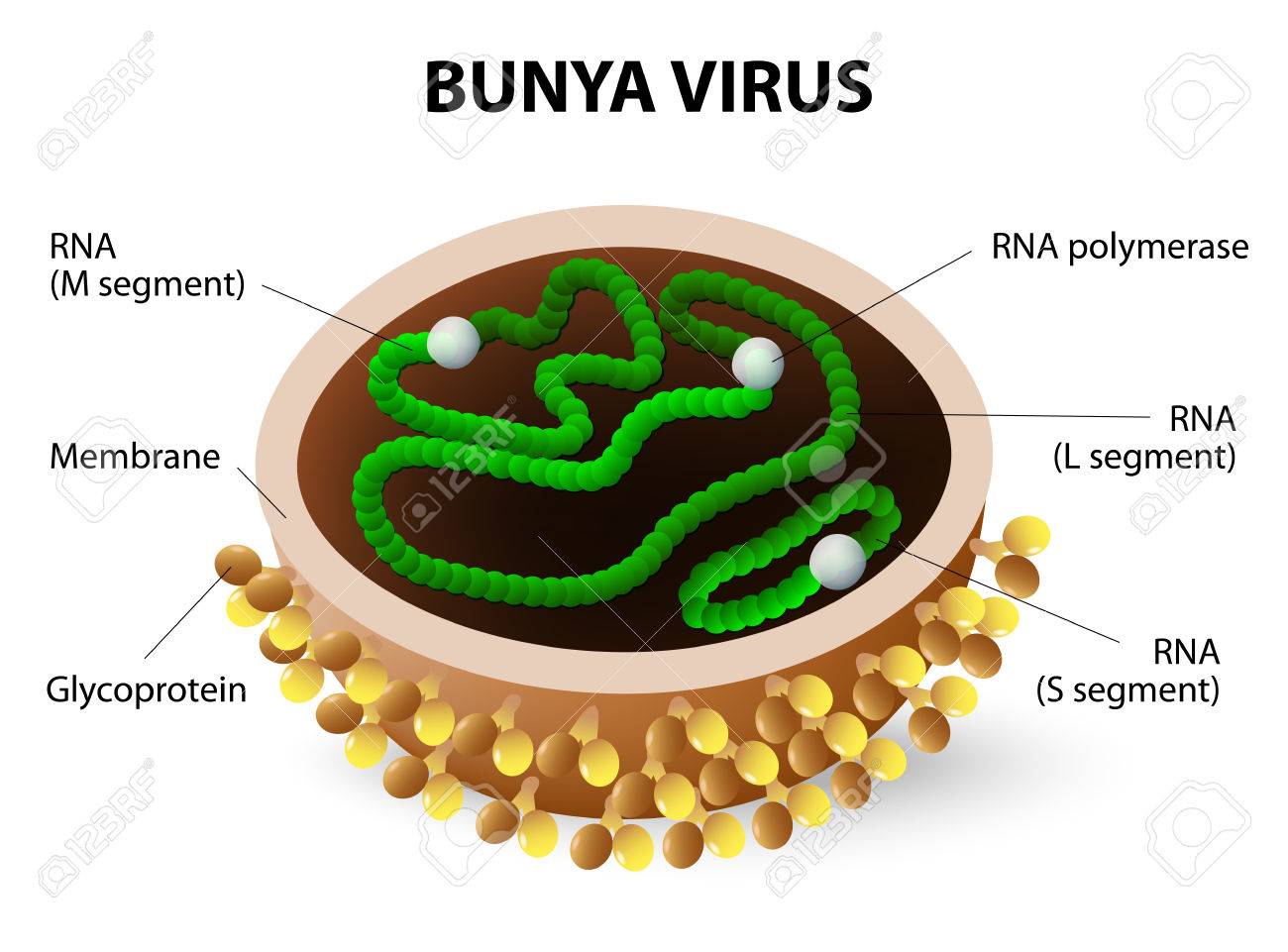 Foto: Bunya virus cause hemorrhagic fever. Virion structure